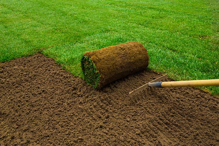 Travaux d'engazonnement Basse-Terre