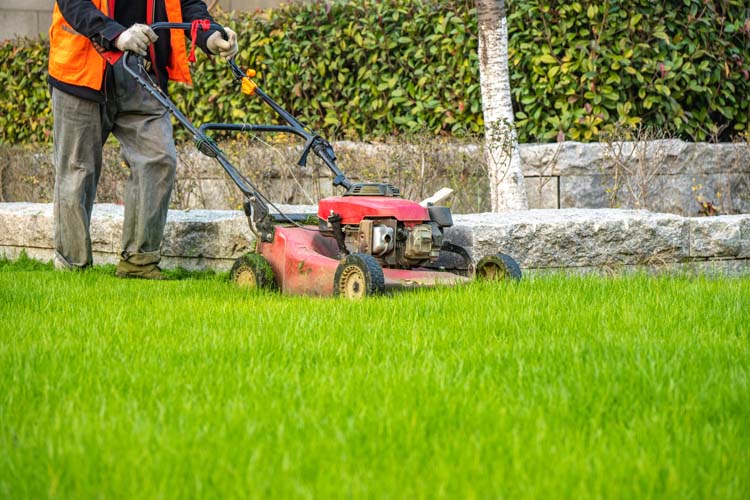 Entretien jardin Gourbeyre