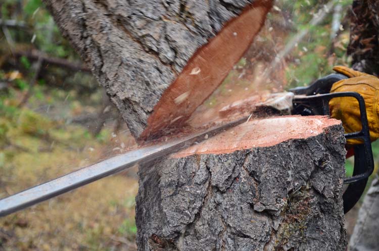 Abattage arbres Gourbeyre